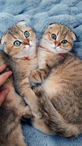 Кошенята шотландські золота тікована шиншила SFS ny25 родовід FCF