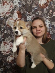 Цуценя вельш коргі дівчинка