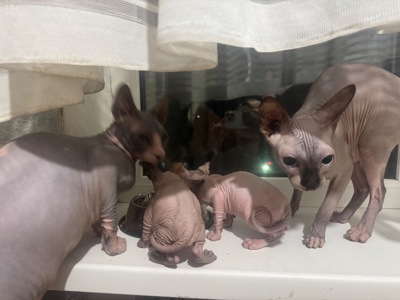 Кошенята канадського сфінкса