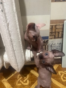 Кошенята канадського сфінкса