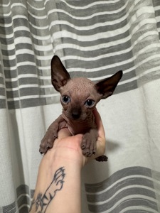 Кошенята канадського сфінкса