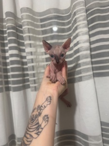 Кошенята канадського сфінкса