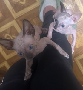 Кошенята канадського сфінкса