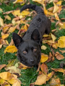 Харизматичний Набу шукає дім