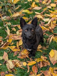Харизматичний Набу шукає дім