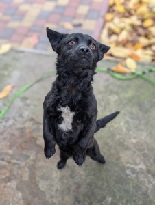 Харизматичний Набу шукає дім