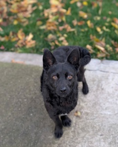 Харизматичний Набу шукає дім