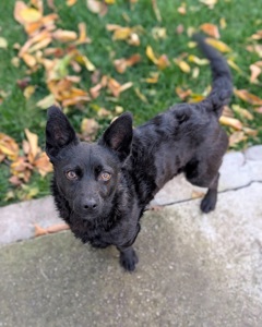 Харизматичний Набу шукає дім