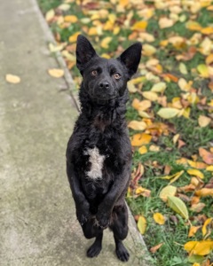 Харизматичний Набу шукає дім