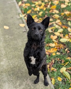 Харизматичний Набу шукає дім