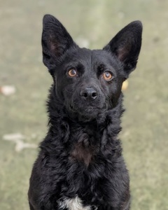 Харизматичний Набу шукає дім