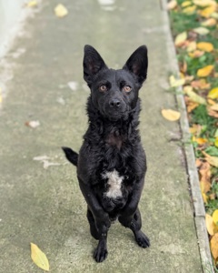 Харизматичний Набу шукає дім