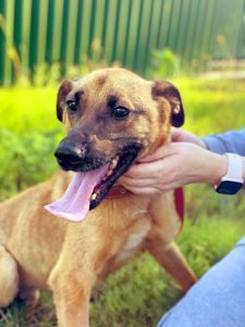 Пес Бембі зі смітника