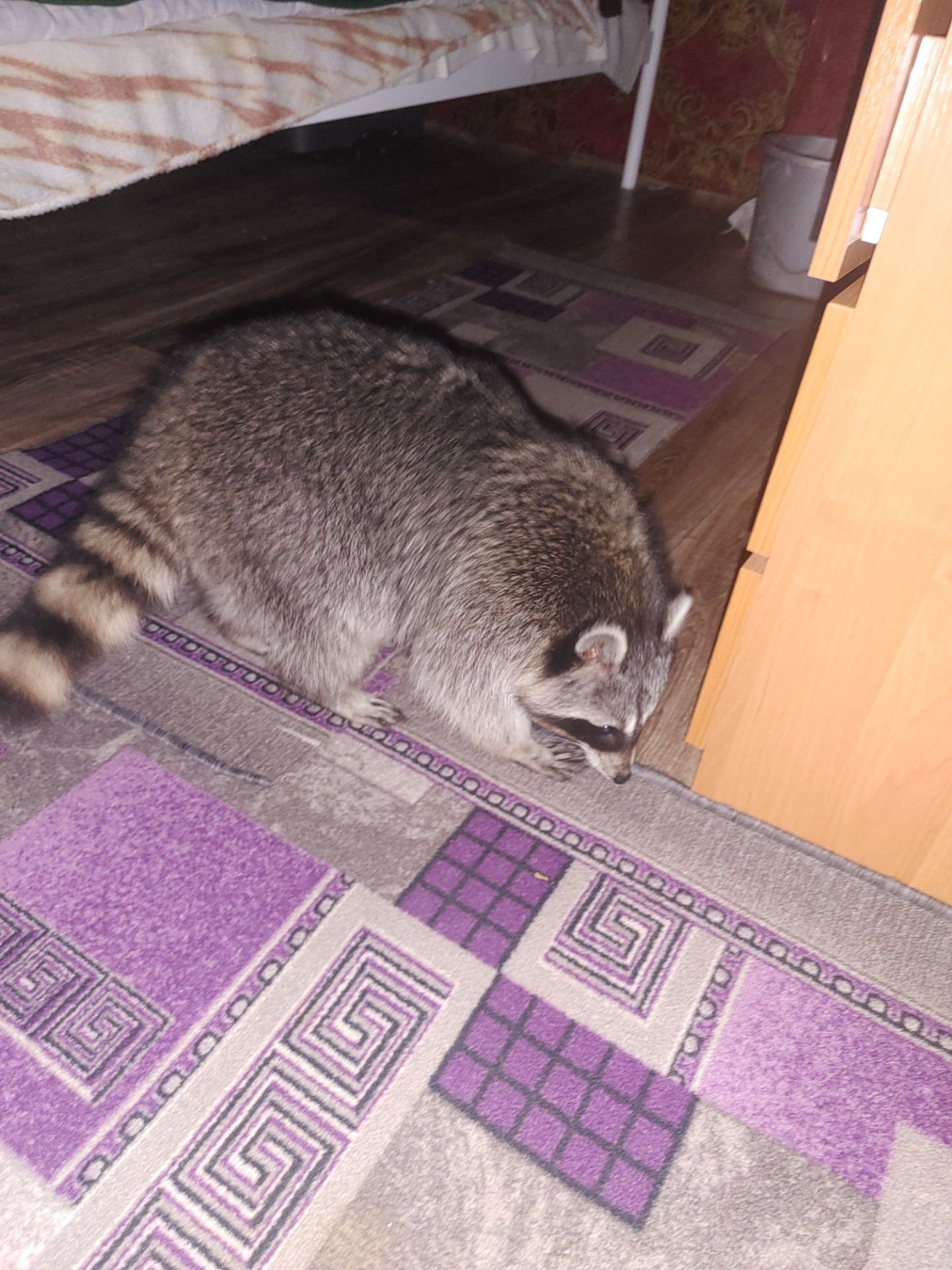 Єнот полоскун