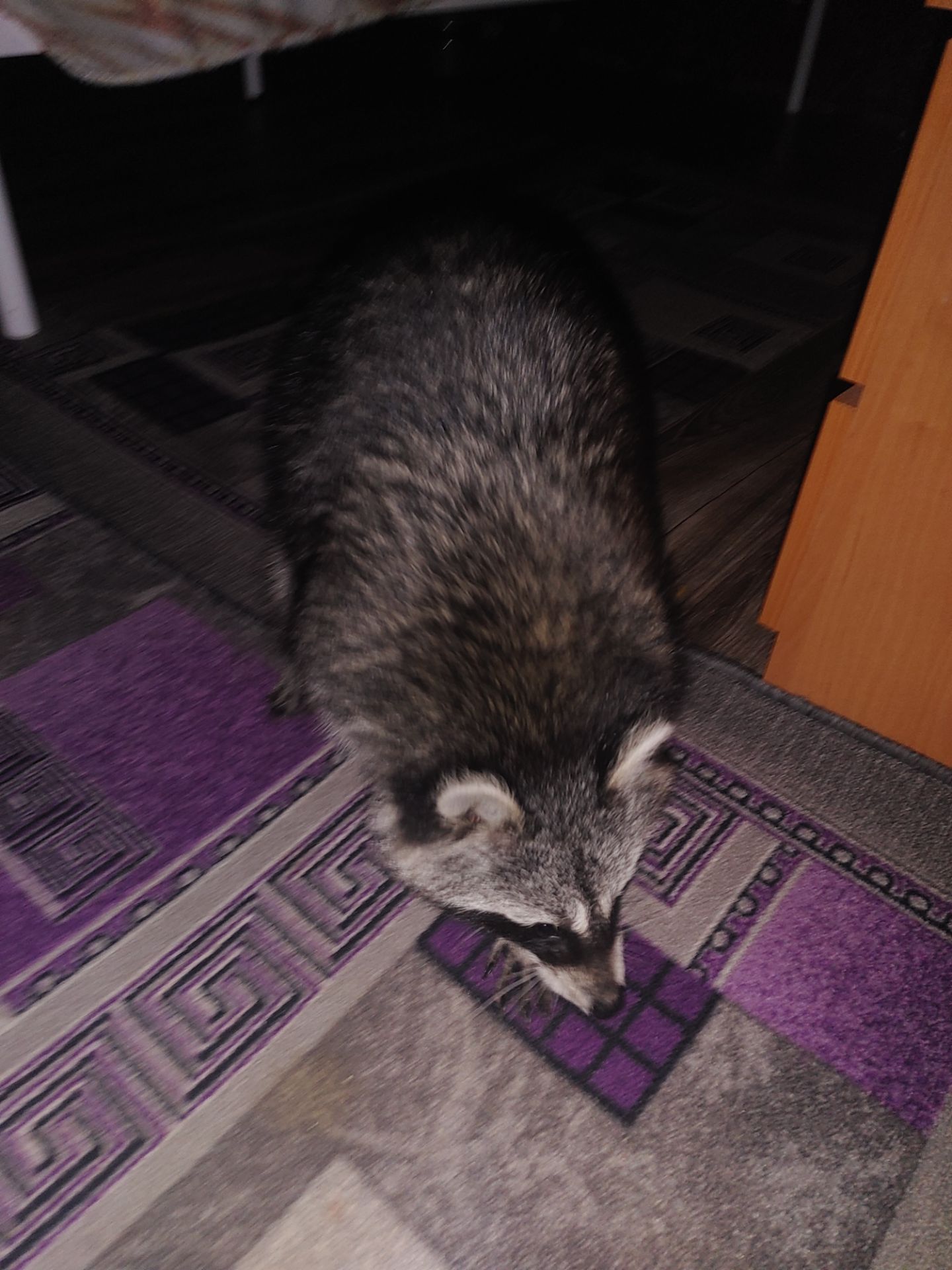 Єнот полоскун