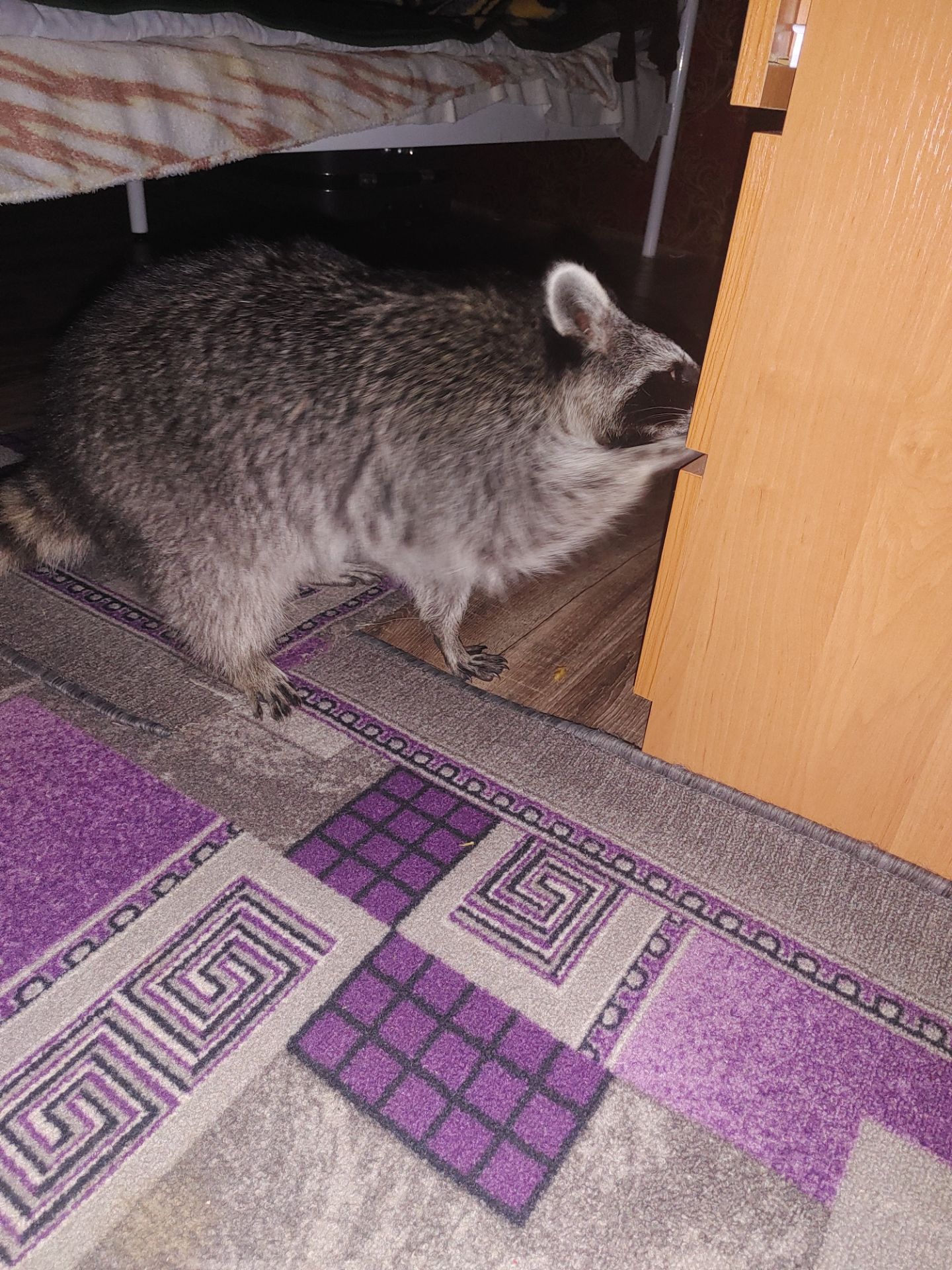 Єнот полоскун