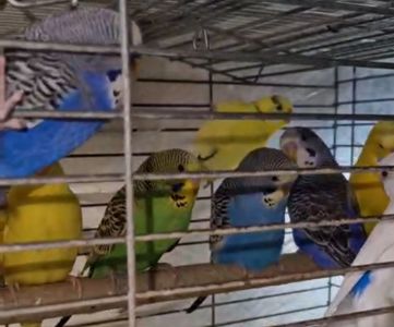 Попугаи волнистые разного окраса и возраста