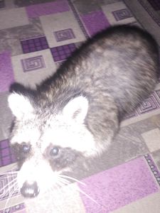 Єнот полоскун