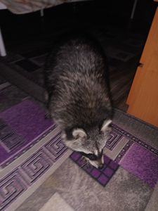 Єнот полоскун