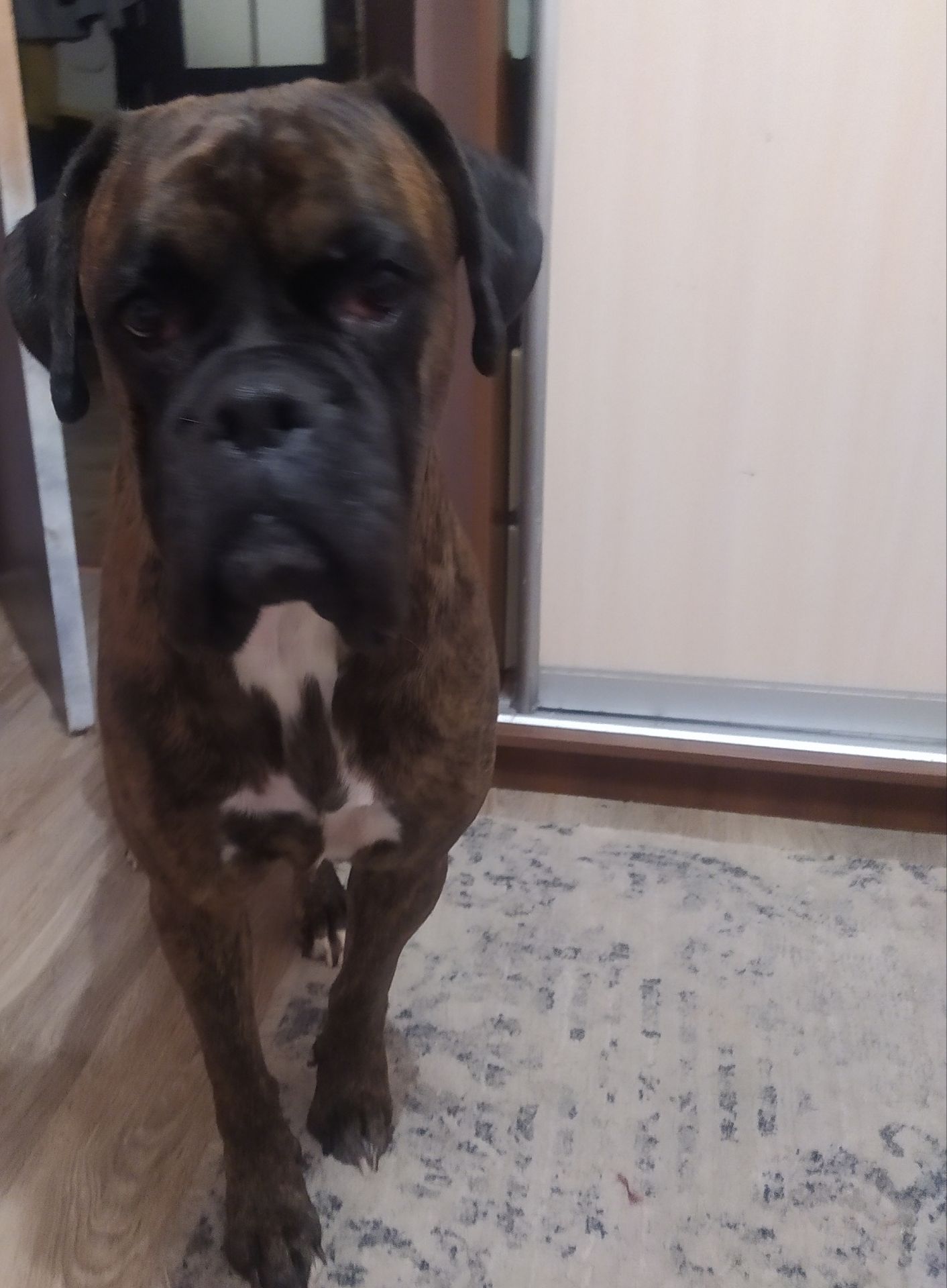 В'язка німецького боксера