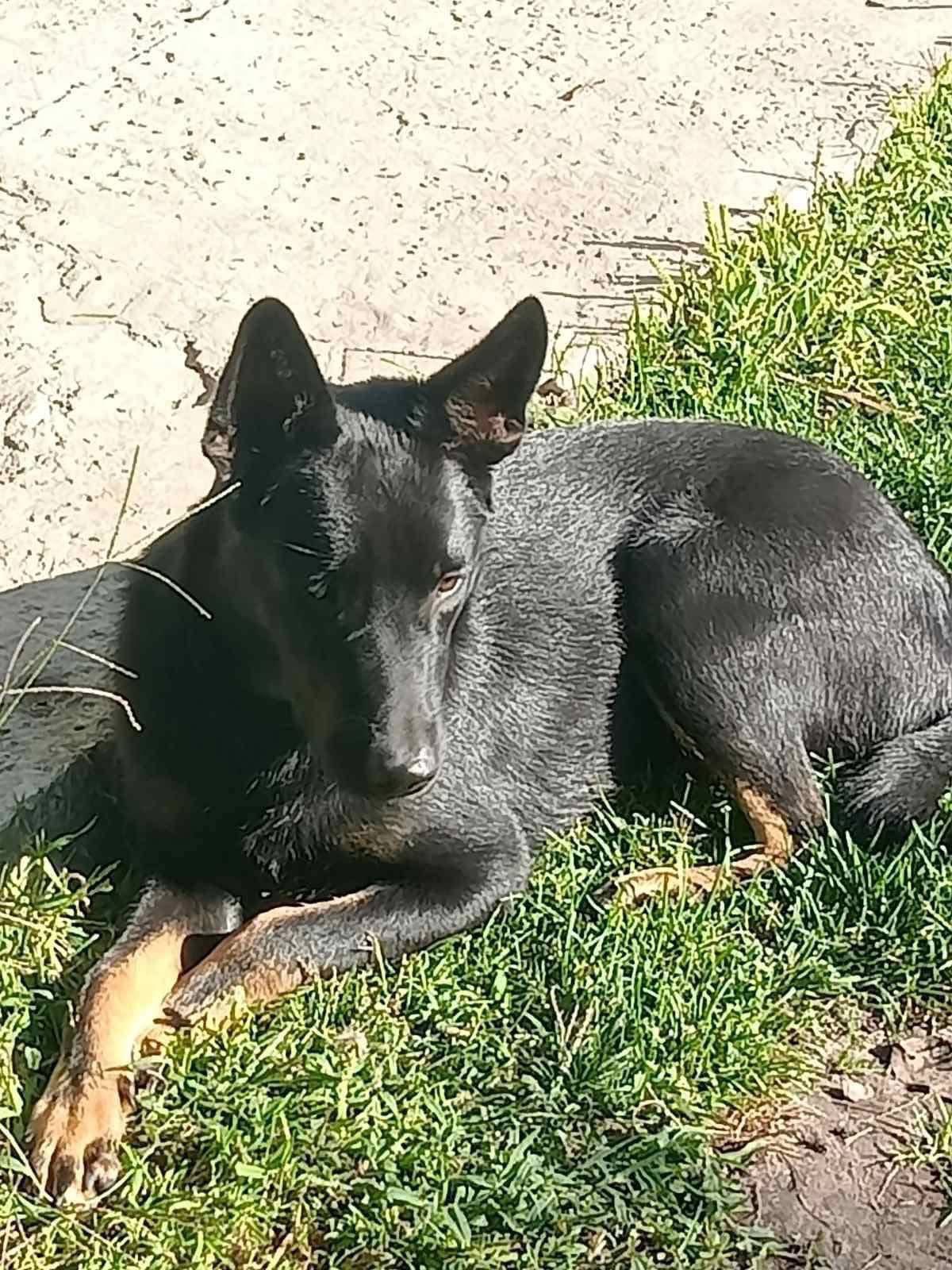 Мікс вівчарки в добрі руки!