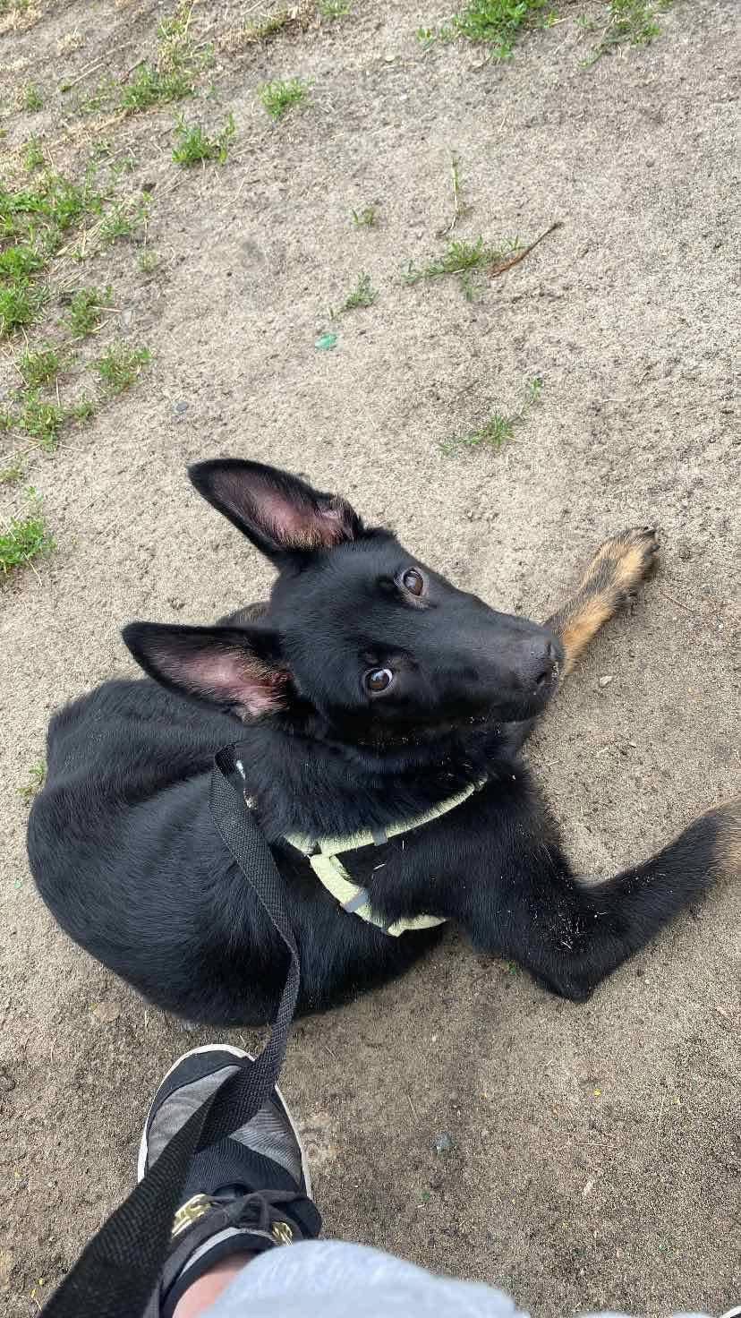 Мікс вівчарки в добрі руки!