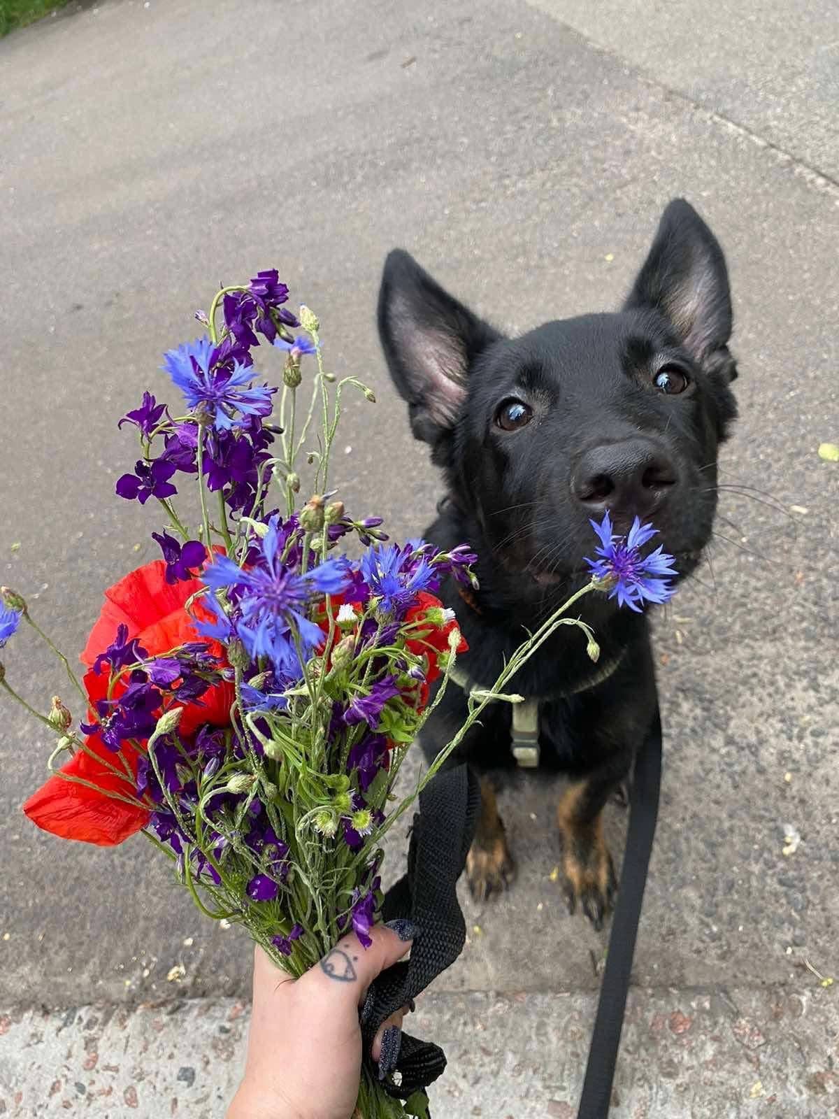 Мікс вівчарки в добрі руки!