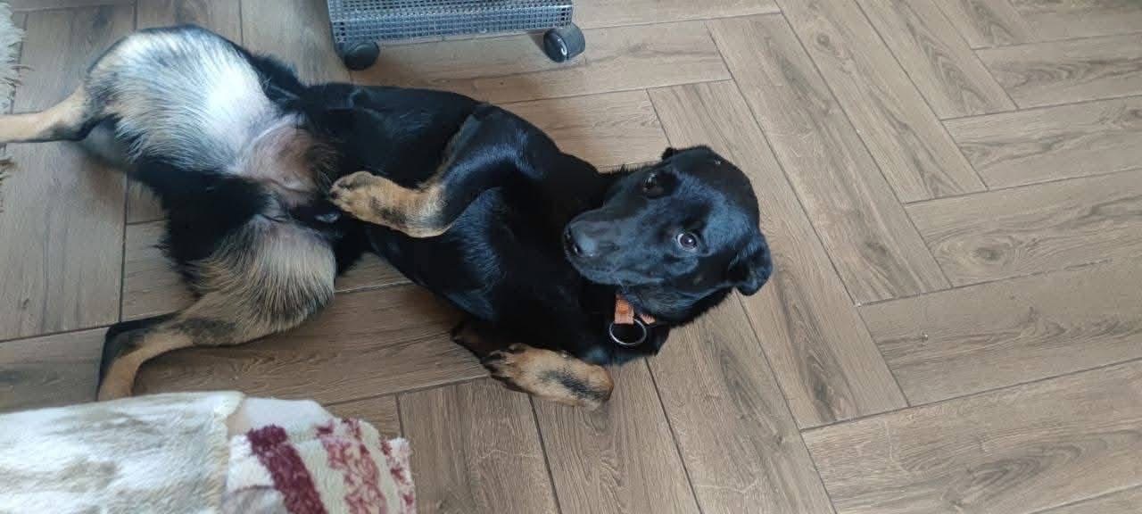 Мікс вівчарки в добрі руки!