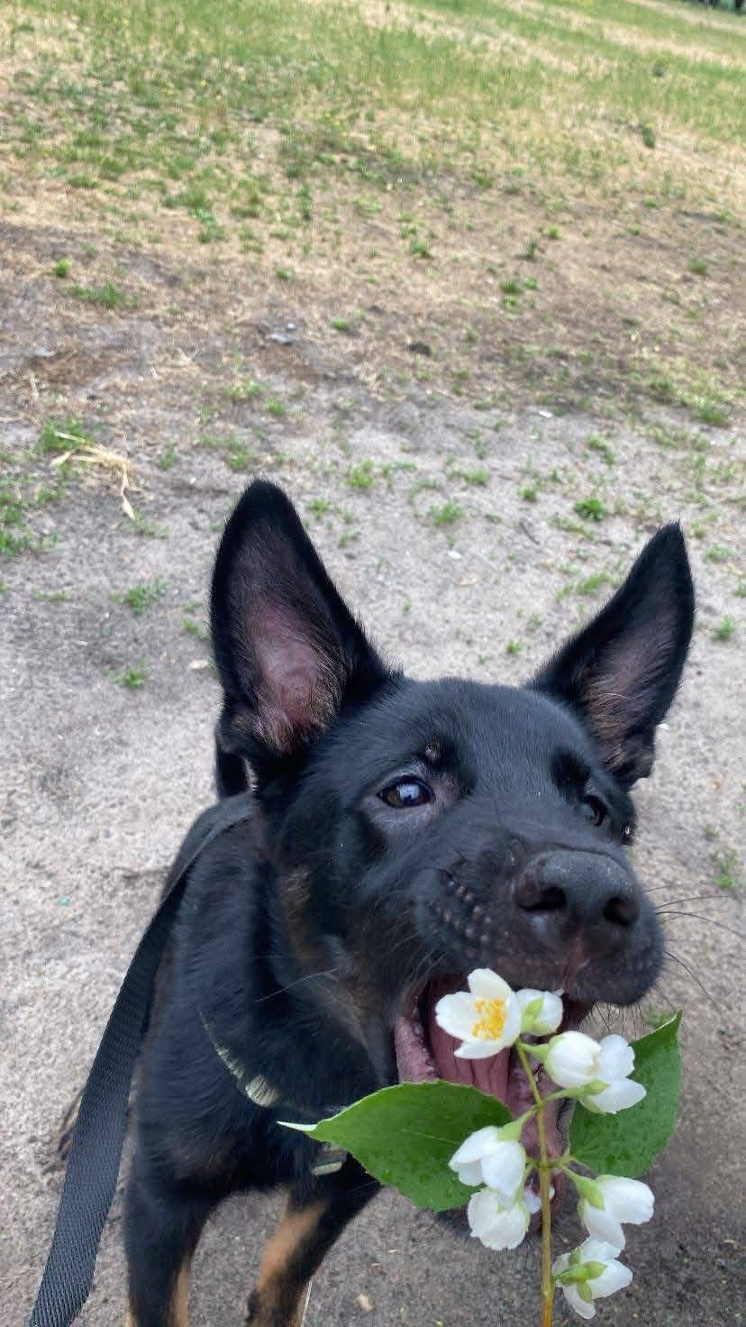 Мікс вівчарки в добрі руки!