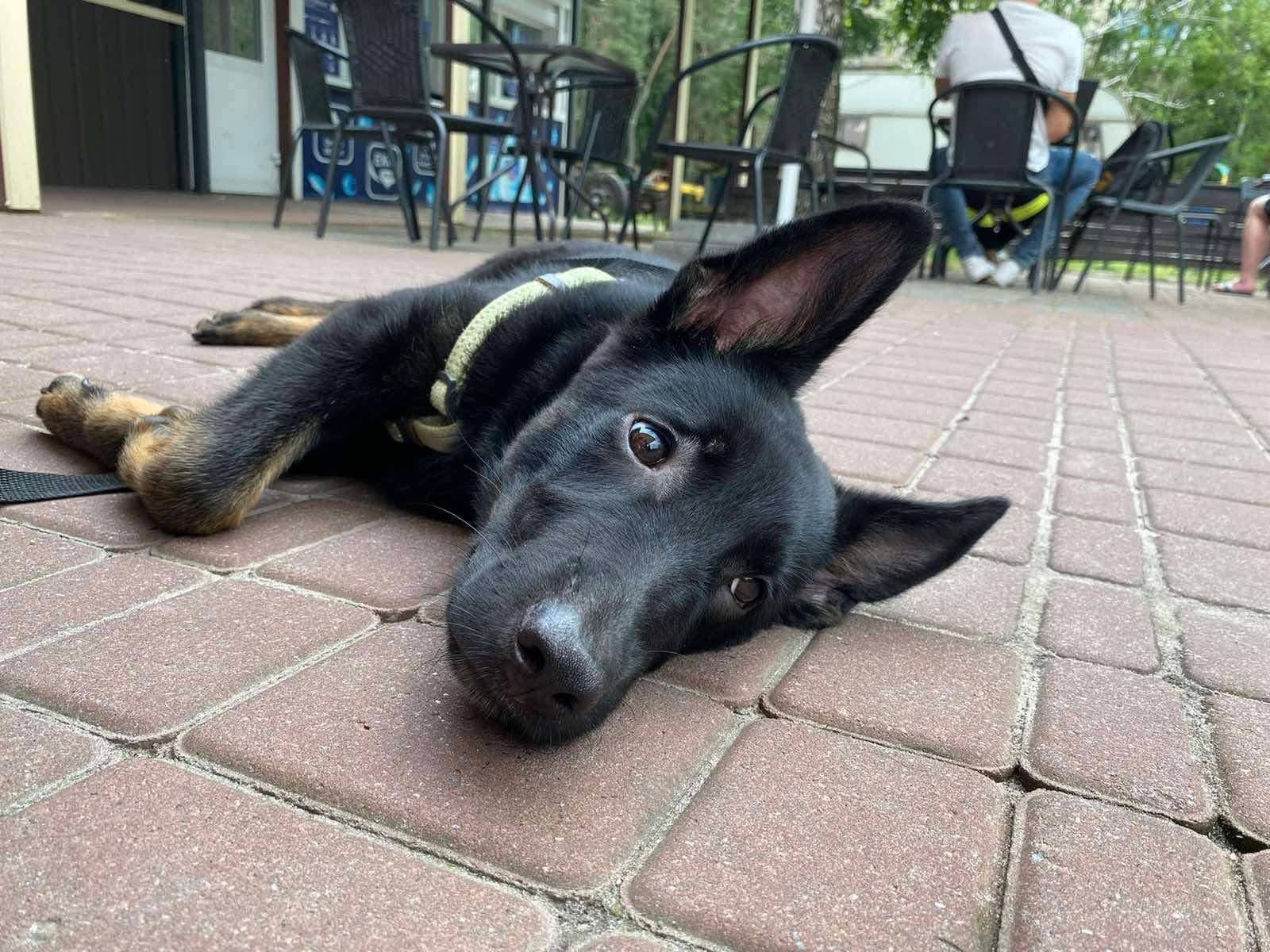 Мікс вівчарки в добрі руки!