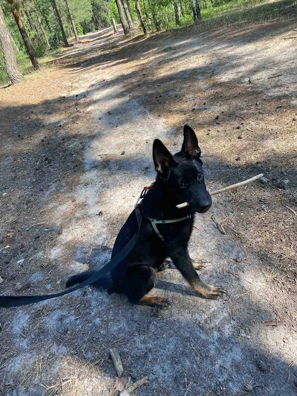 Мікс вівчарки в добрі руки!