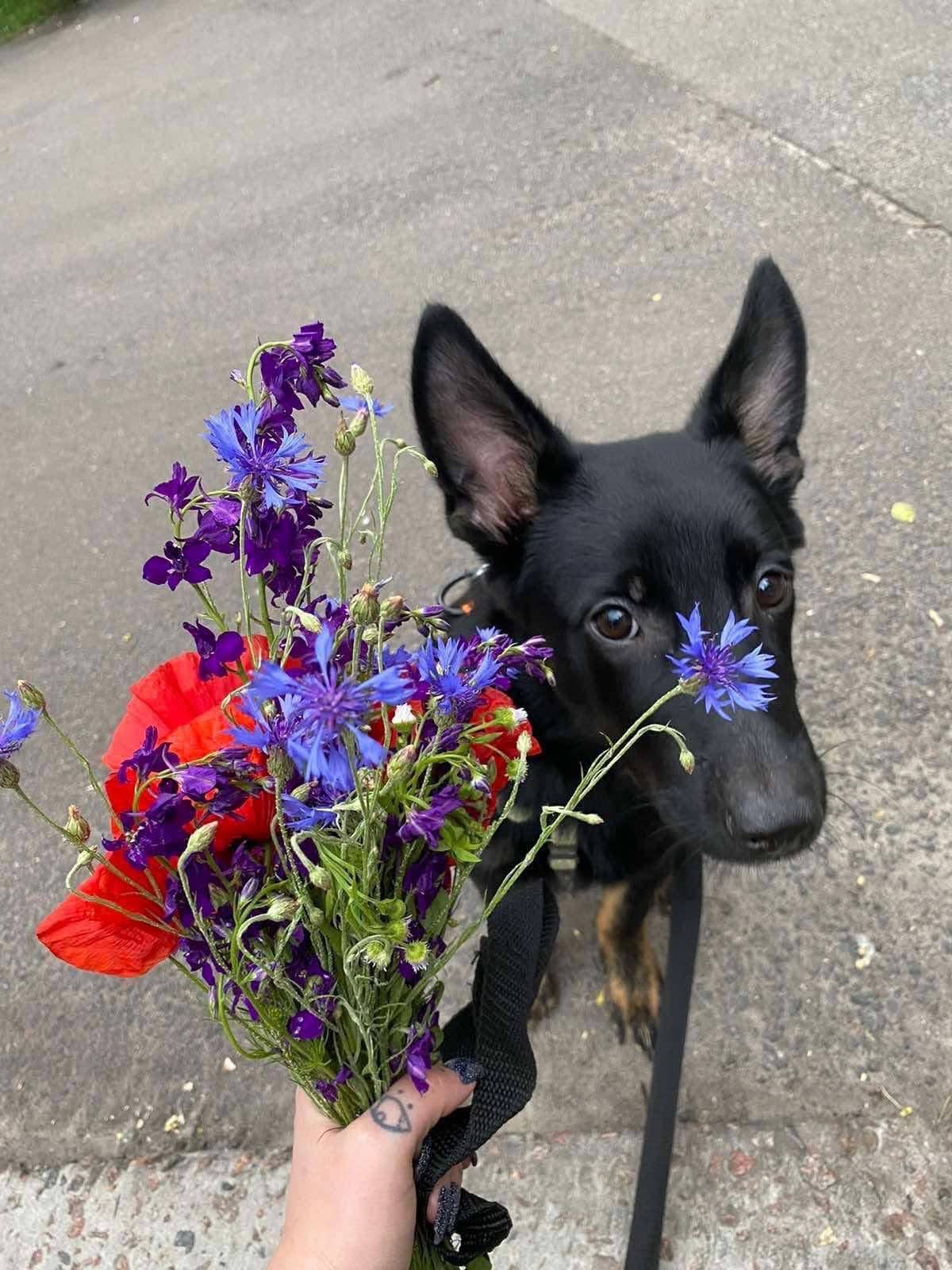 Мікс вівчарки в добрі руки!