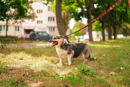 Врятований Малюк чекає на свою нову родину!