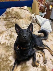 Мікс вівчарки в добрі руки!