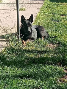 Мікс вівчарки в добрі руки!