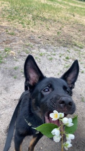 Мікс вівчарки в добрі руки!
