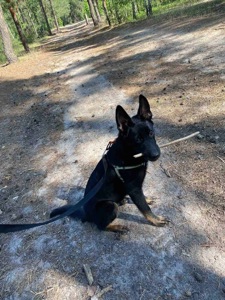 Мікс вівчарки в добрі руки!