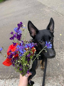 Мікс вівчарки в добрі руки!