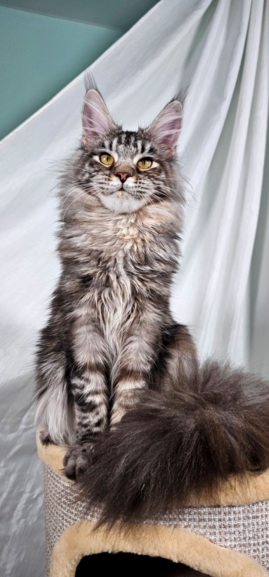 Дівчинка породи Мейн кун