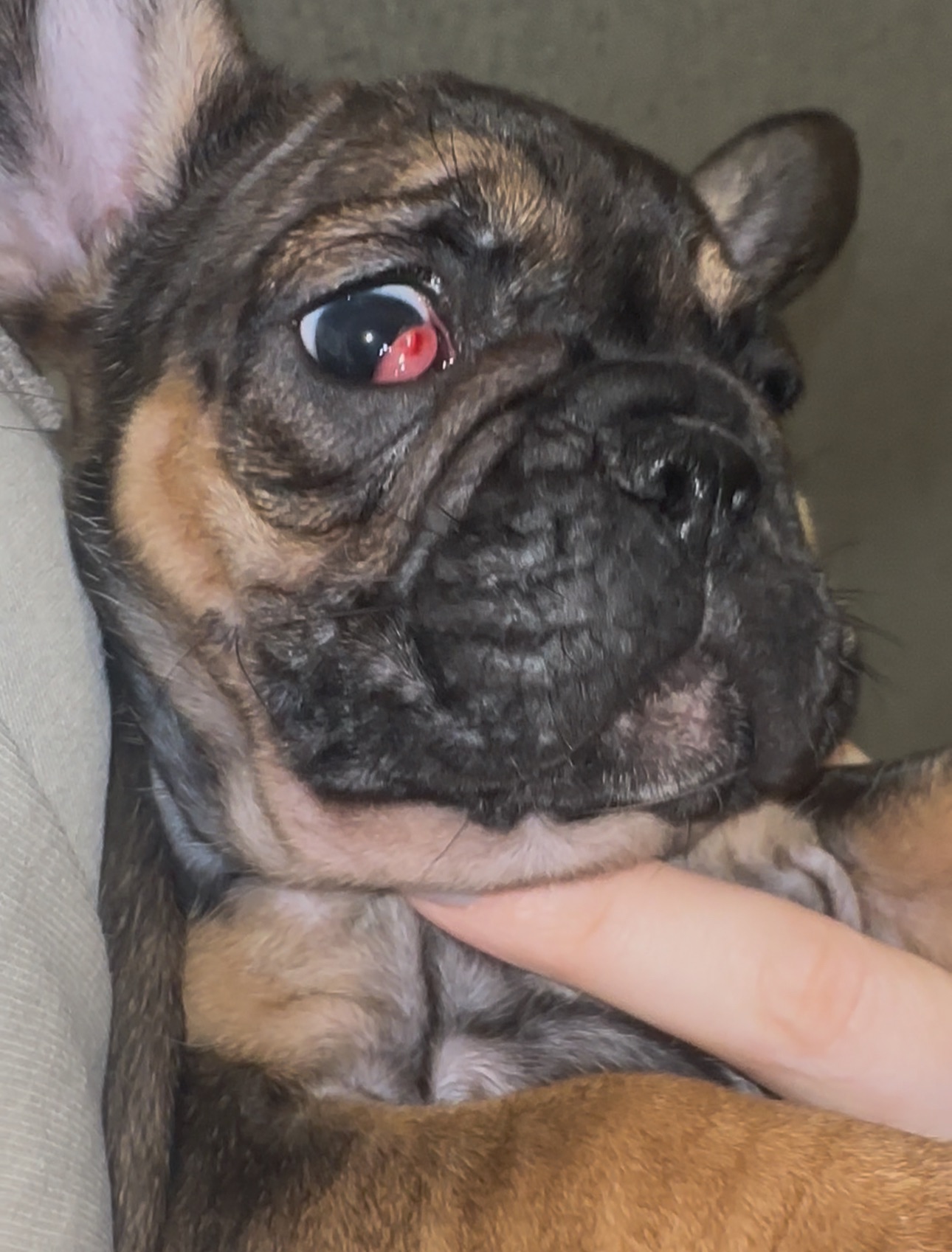 Цуценя французького бульдога