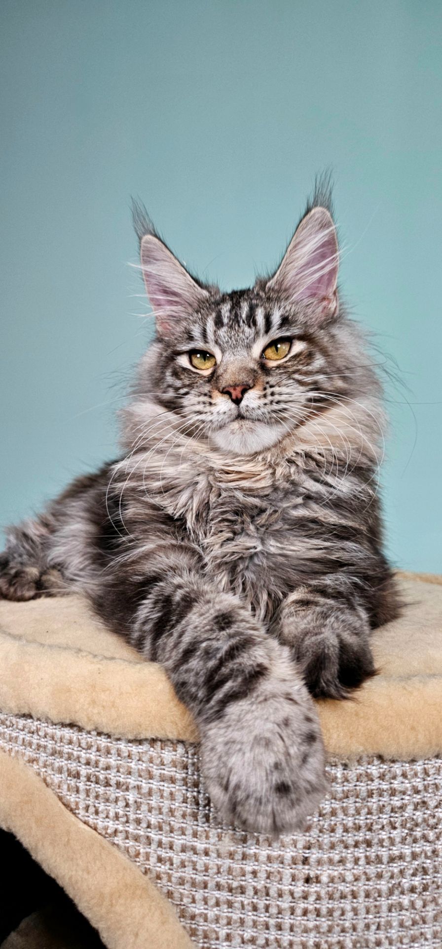 Дівчинка породи Мейн кун