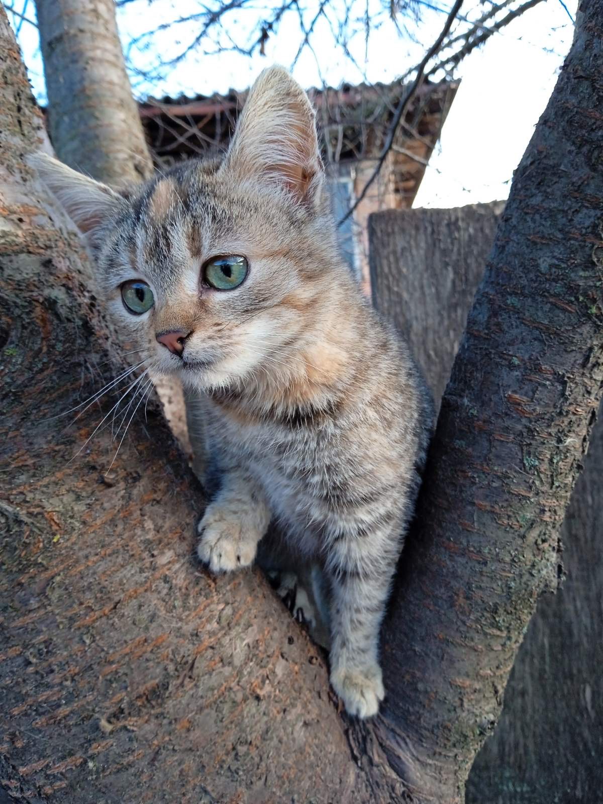 Маленьке кошеня дівчинка
