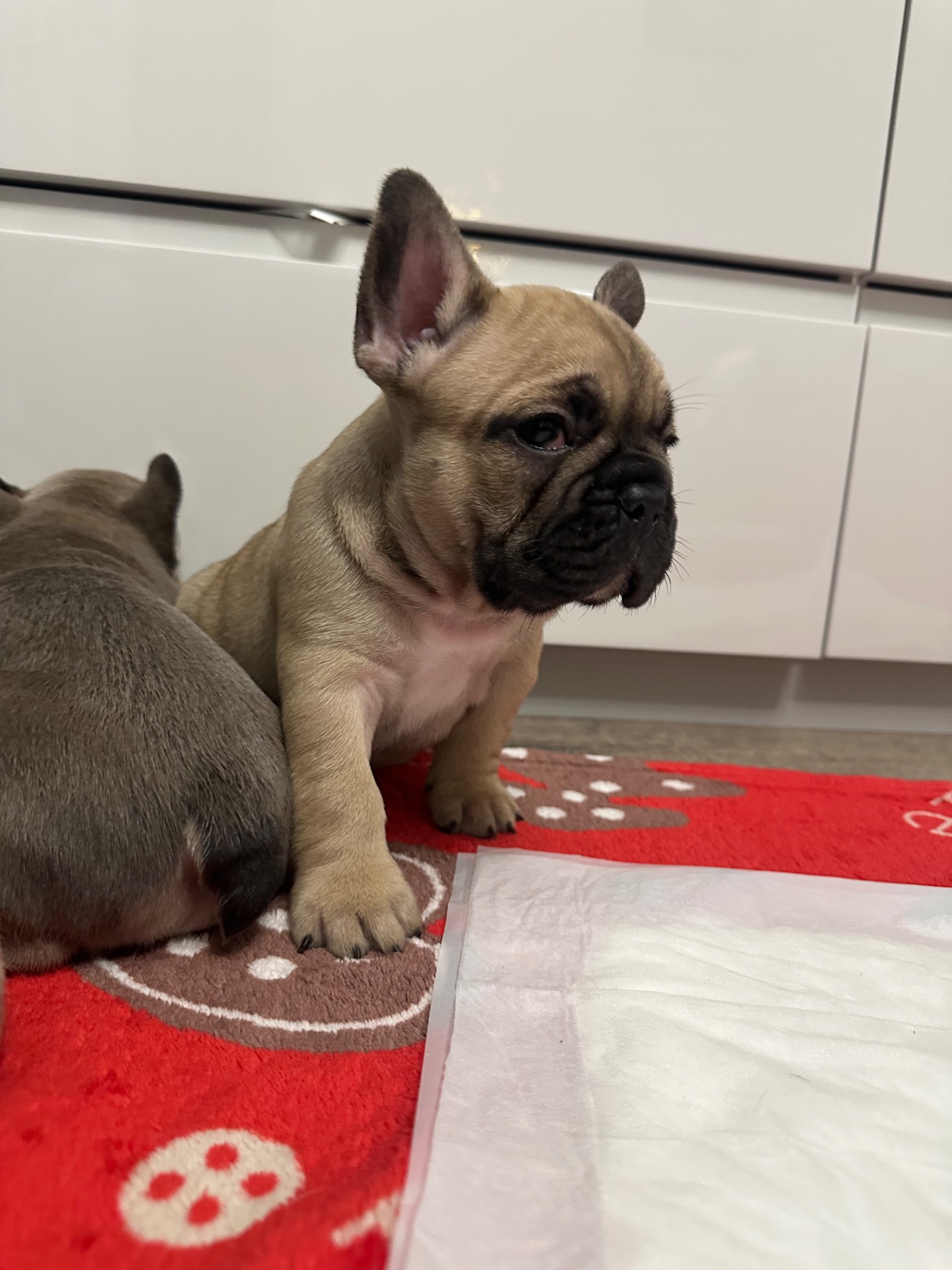 Цуценя французького бульдога