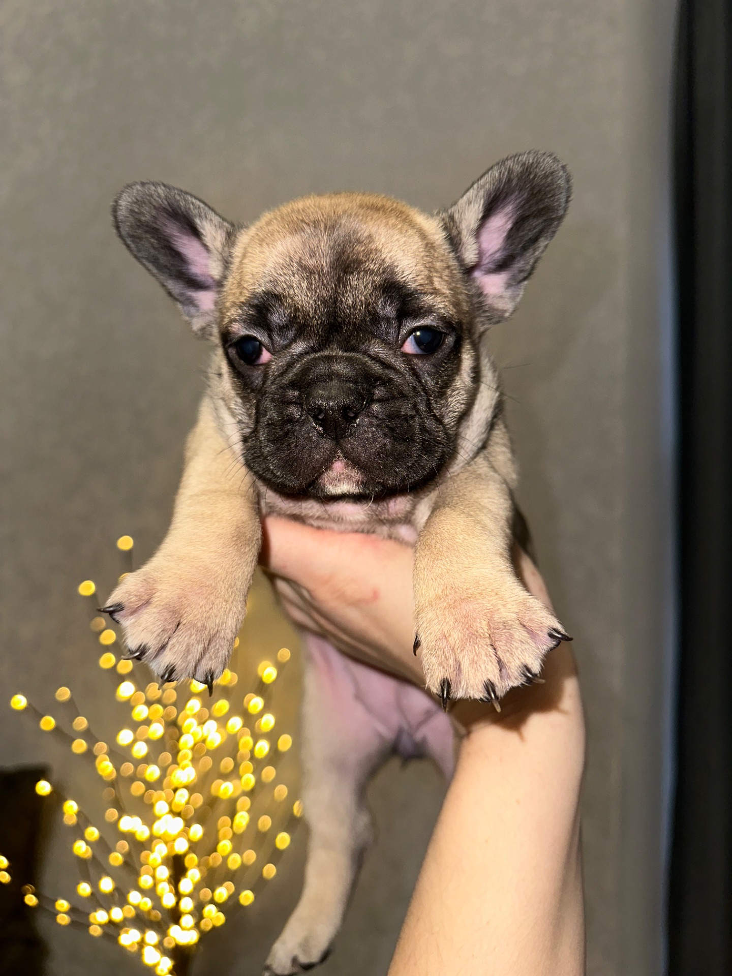 Цуценя французького бульдога