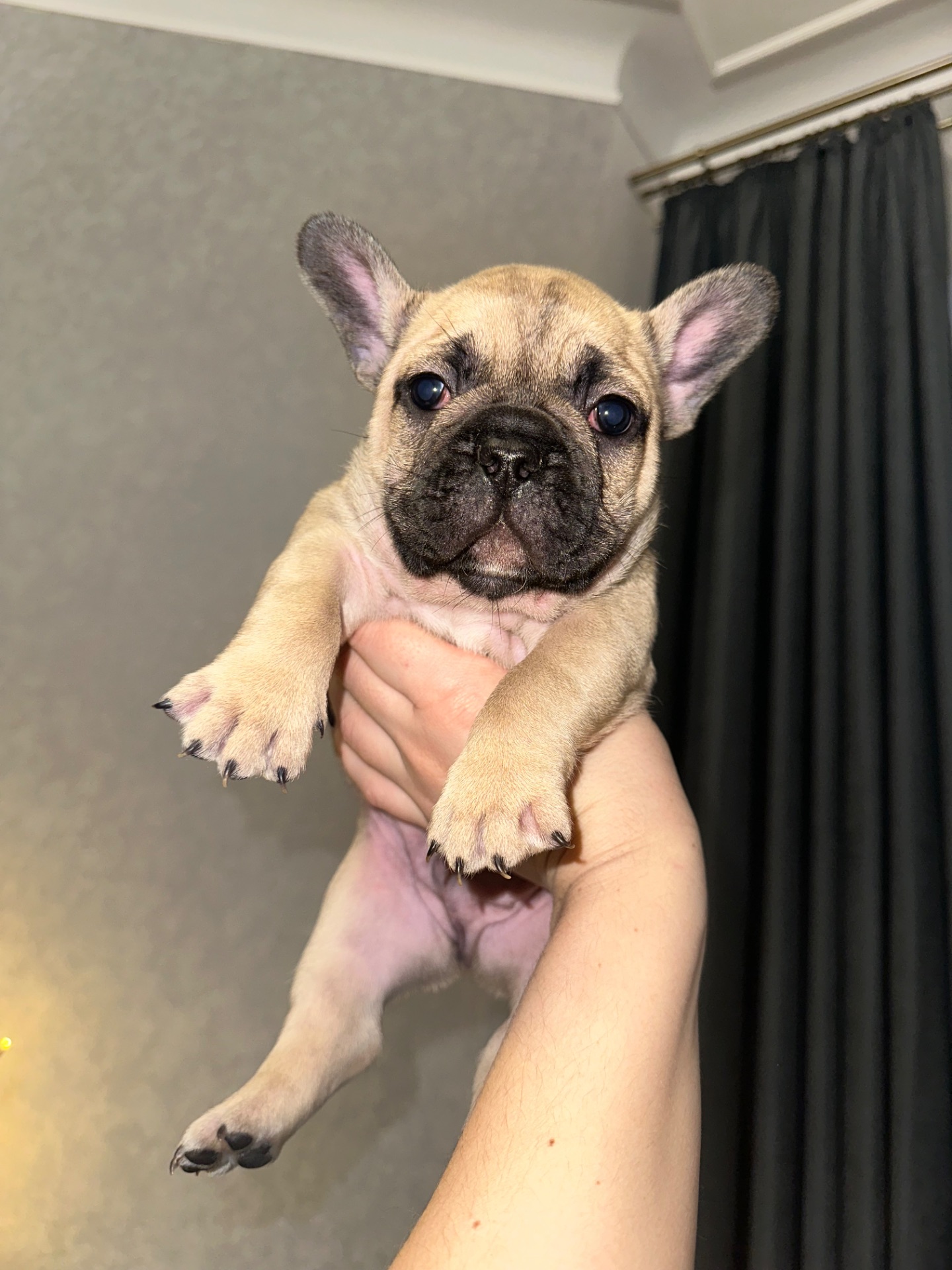 Цуценя французького бульдога