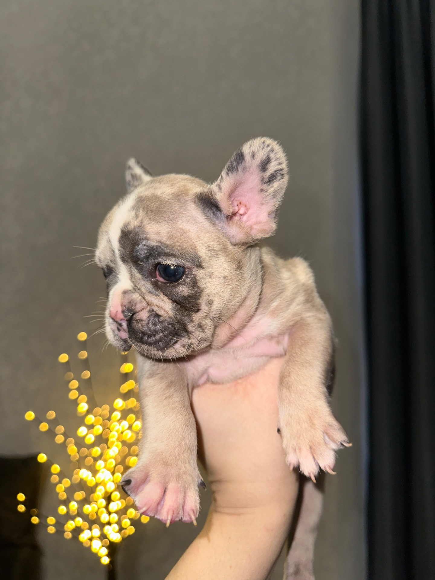 Цуценя французького бульдога