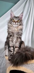 Дівчинка породи Мейн кун