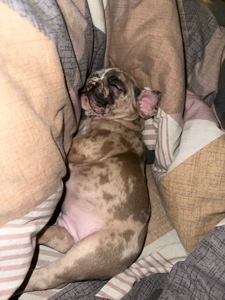 Цуценя французького бульдога