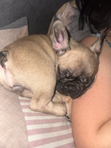 Цуценя французького бульдога