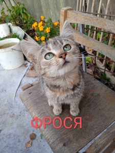 Маленьке кошеня дівчинка